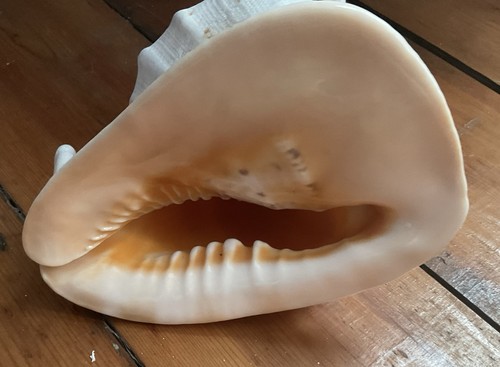 Large conch shell - large,