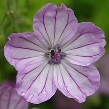3 Geranium 'Albanum' Mini Plug