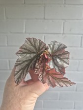 Begonia Looking Glass | House Plant | Very Rare Cane Begonia | Well Rooted plant
