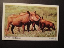 DANDY GUM WILD ANIMALS DANISH