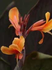 CANNA SMOKEY FLAME - 5 x seeds