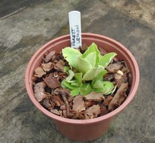 PRIMULA AURICULA FOREST LEMON