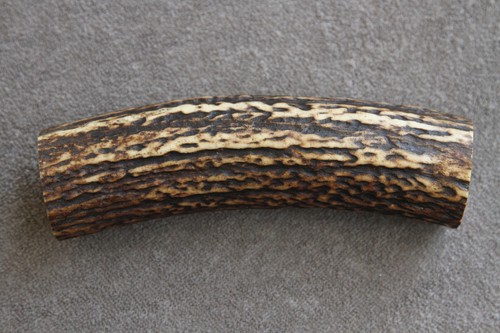 Real red deer - antler, piece