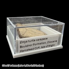 Emys Turtle Carapace Fossil