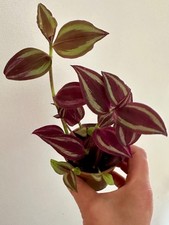 Tradescantia Zebrina (Inch