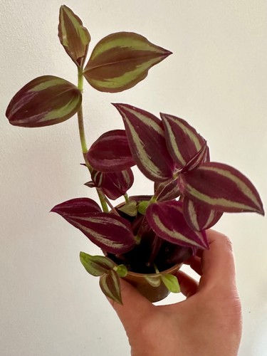 Tradescantia zebrina inch - zebrina, (inch