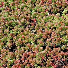 Hardy Sedum Coral Carpet  10 X