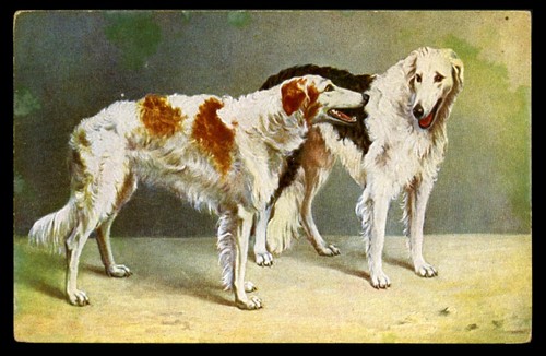 Borzoi russian wolfhound brace - borzoi,
