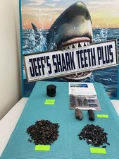 FOSSILIZED WHALE VERTEBRAE &