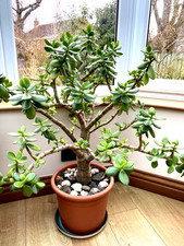 Super Large MONEY TREE Jade