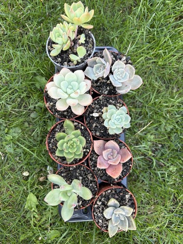 Different succulents bundle - 8,