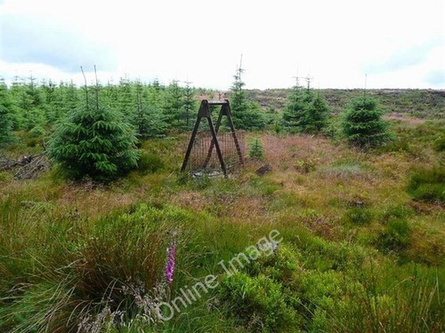 Photo 6x4 redundant forestry - redundant,