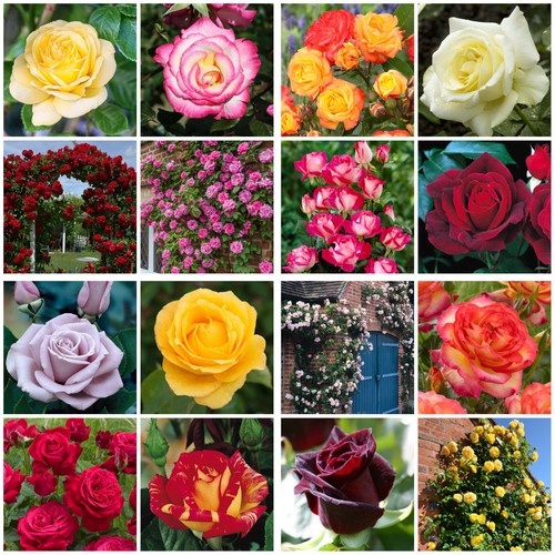 Rose plants shrubs bushes - 14,