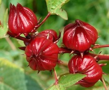 Roselle - African Mallow -