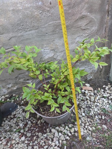 Rate plant betula - plant,