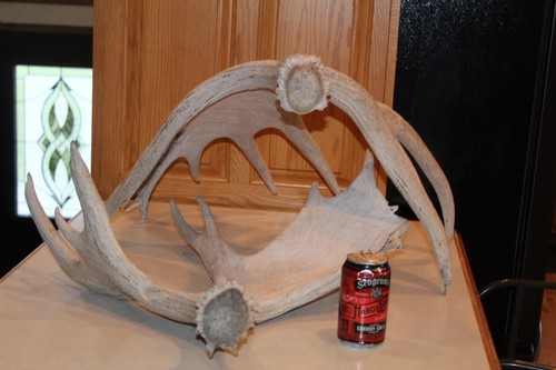 Moose shed antlers - 2,