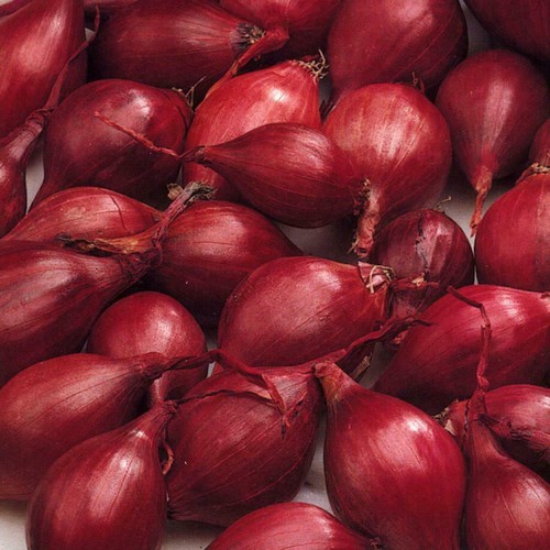 Onion sets red baron - -,