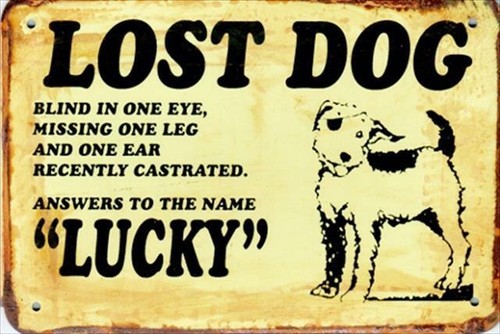 Lost dog lucky rusty - lost, tin