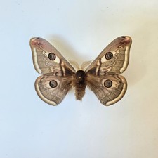 Saturnia Pavoniella x Saturnia