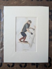 1835 Jardine Antique Monkey