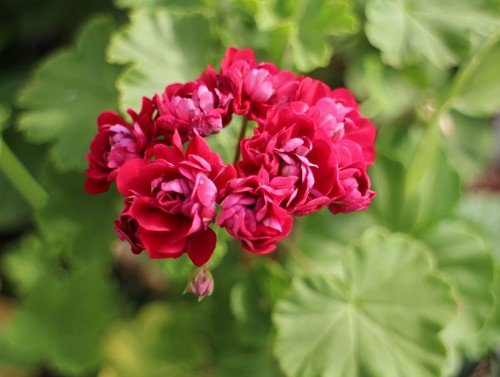 Pelargonium uleaborgs - pelargonium,