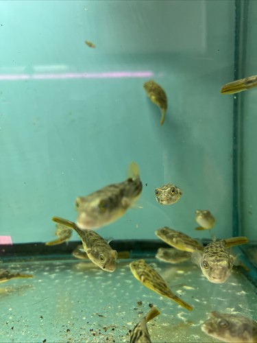 Fahaka puffer 5 - 3-3.5, inches