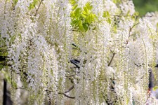 10X WHITE WISTERIA Floribunda