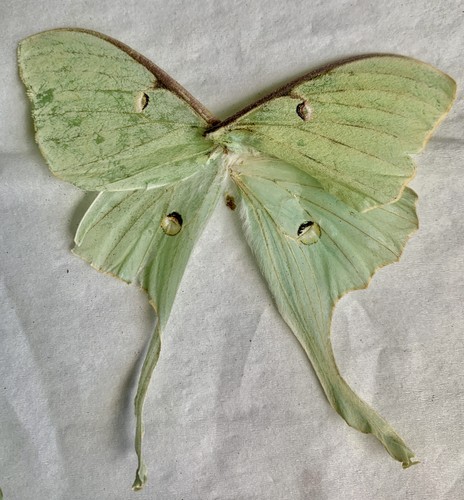 Set green luna moth wings - set,