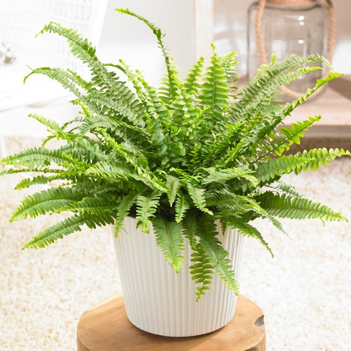 Nephrolepis boston fern - nephrolepis,