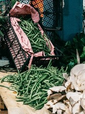 French dwarf bean plug - french,