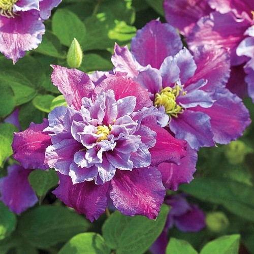 Piilu clematis seeds - 25,