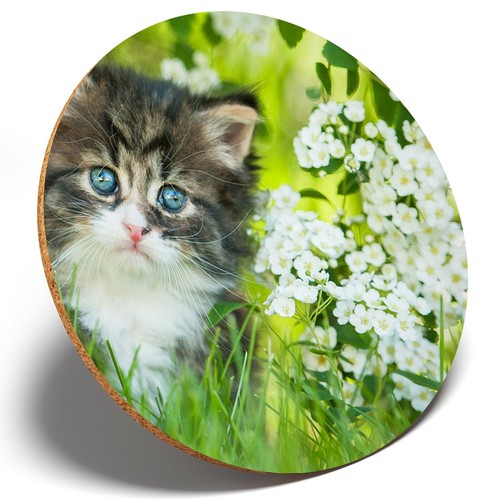 Gorgeous kittens garden - 1,