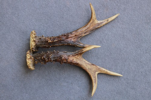 Pair roe deer antlers - deer,