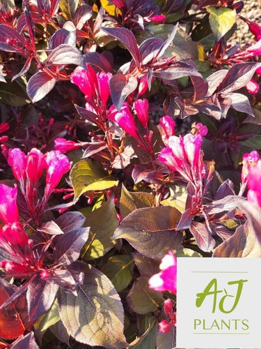 Weigela wine and - wine,