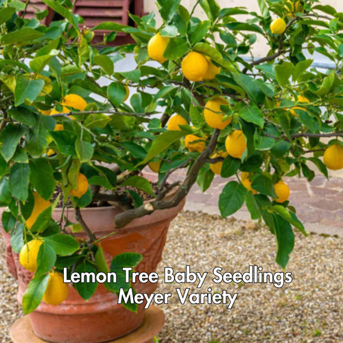 Lemon meyer trees - meyer, live
