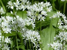 10 x Organic Wild Garlic Bulbs