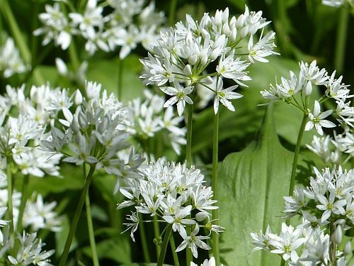 Organic wild garlic bulbs - organic,