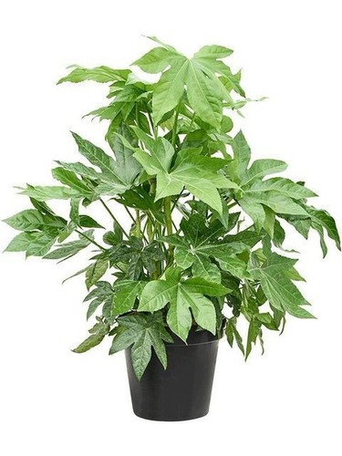 Fatsia japonica hardy - –,