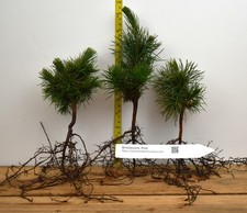 Bristlecone Pine 2 yr old Bare