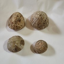 A small collection of Sea Urchins | Echinoids