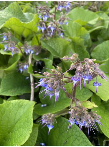 Trachystemon orientalis - ,