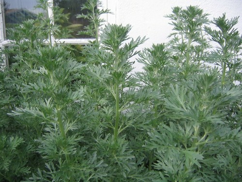Wormwood seeds artemisia - wormwood,