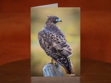 A red-tailed hawk - A5 Greeting Card