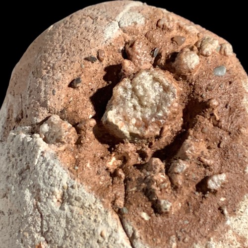 Fossilized dinosaur egg with