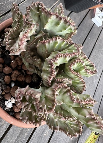 Euphorbia lactea cristata in - euphorbia,