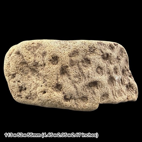 Lepidodendron fossil lycopod - fossil,