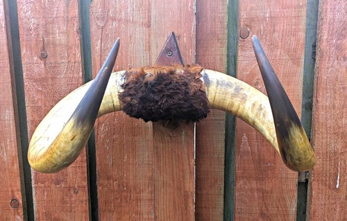 Antique mounted cattle bull - antique,
