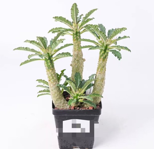 Pot 9cm dorstenia lavrani - dorstenia,