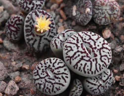 Conophytum minimum