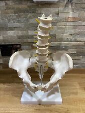  Human Lumbar Vertebrae Pelvis  Skeleton Model Medical Teaching Aid Display